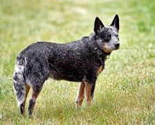 The <b>Australian Cattle Dog</b>